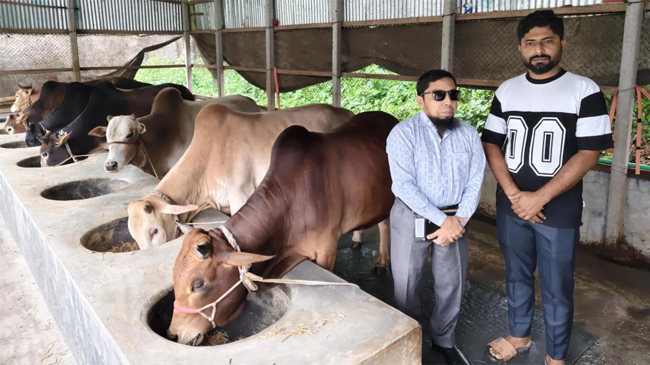 কোরবানি ঈদকে সামনে রেখে গরু প্রস্তুতে ব্যাস্ত ঈশ্বরগঞ্জের খামারিরা
