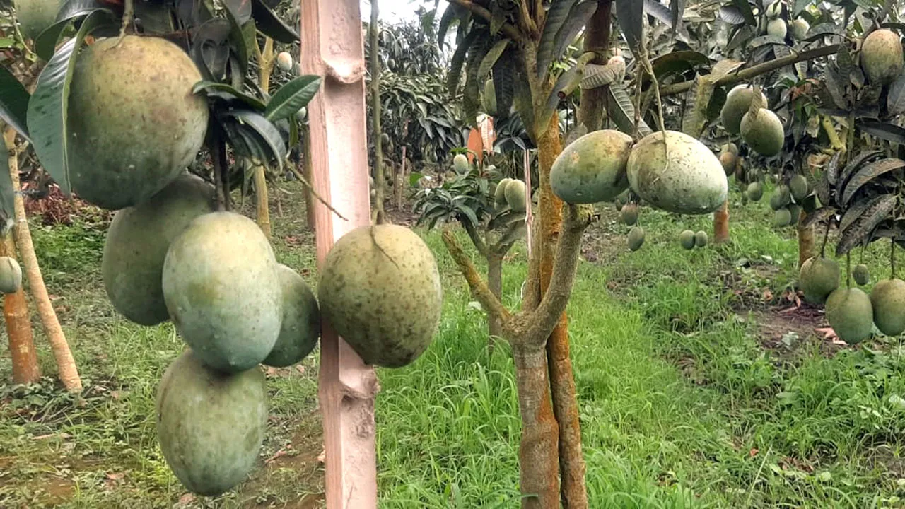 বৈচিত্র্যময় আমে সয়লাব নাটোরের হাটবাজার, দামও নাগালের মধ্যে