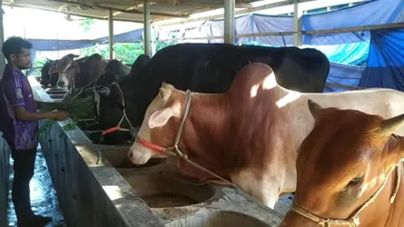 মধুপুরে কোরবানির গরুর বাড়তি যত্নে ব্যস্ত সময় পার করছে খামারিরা