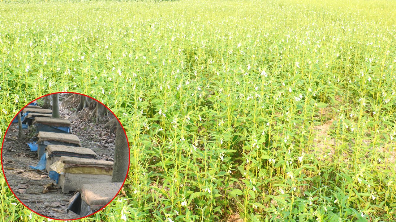 তিলের ফুল থেকে মধু সংগ্রহ
