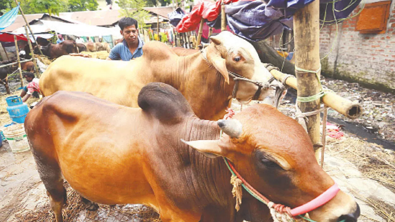হাটে মাঝারি গরুর চাহিদা বেশি, বড় গরুর ক্রেতা কম
