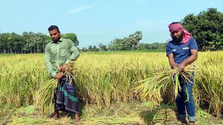 ‘হাওরে ৮৪ শতাংশ বোরো ধান কাটা সম্পন্ন’