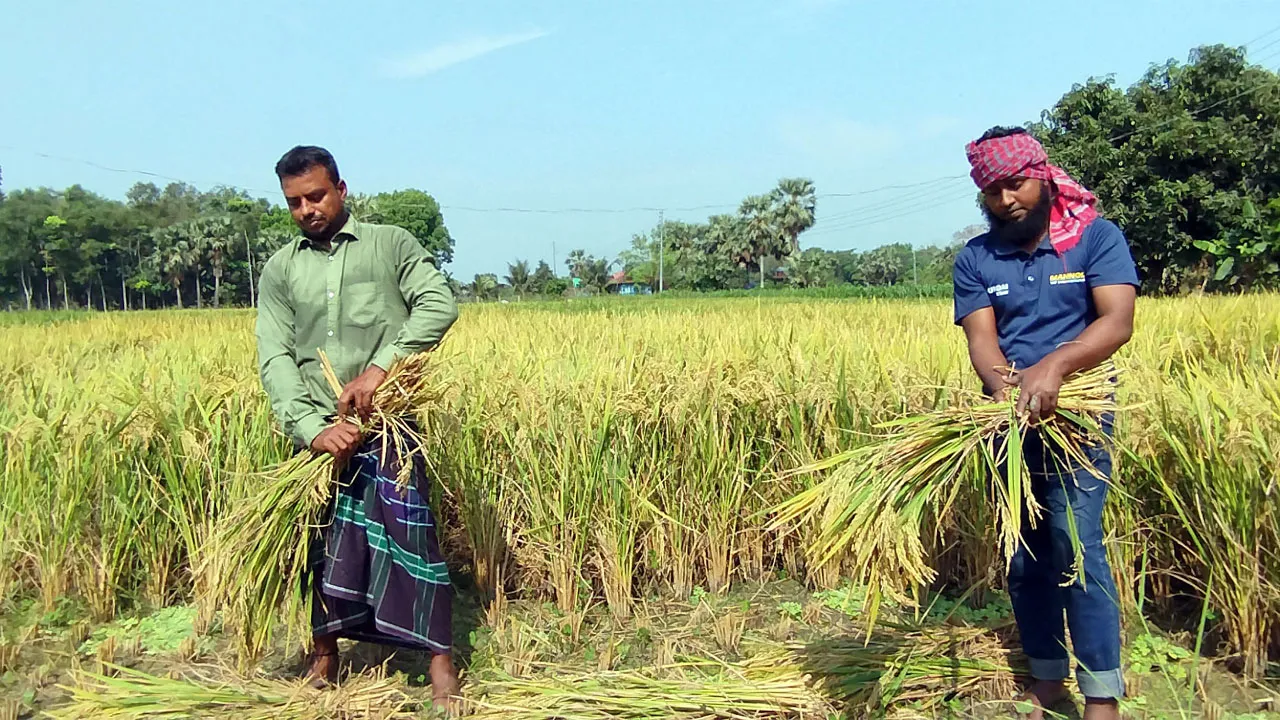 নড়াইলে ১০ বছরের মধ্যে বোরো ধানের বেশি ফলন, খুশি কৃষাণ-কৃষাণীরা