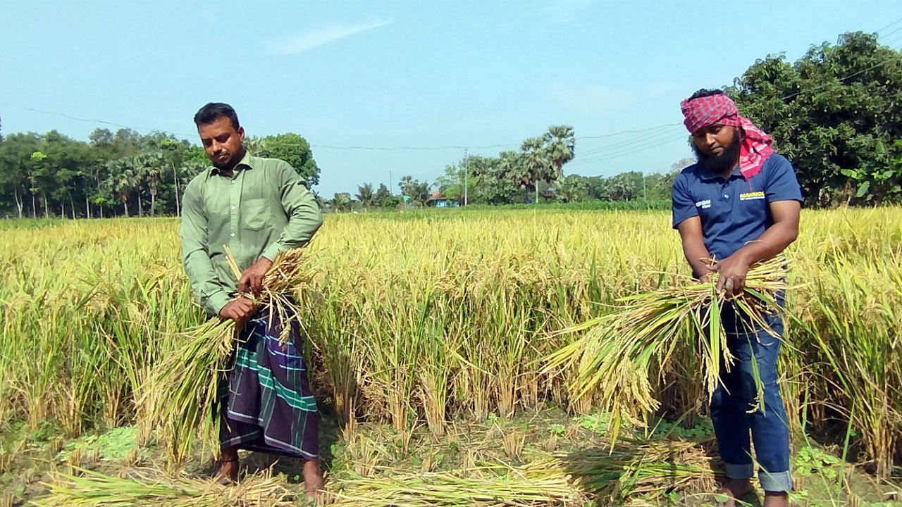 নড়াইলে আগাম জাতের বোরো ধান কাটা শুরু হয়েছে।