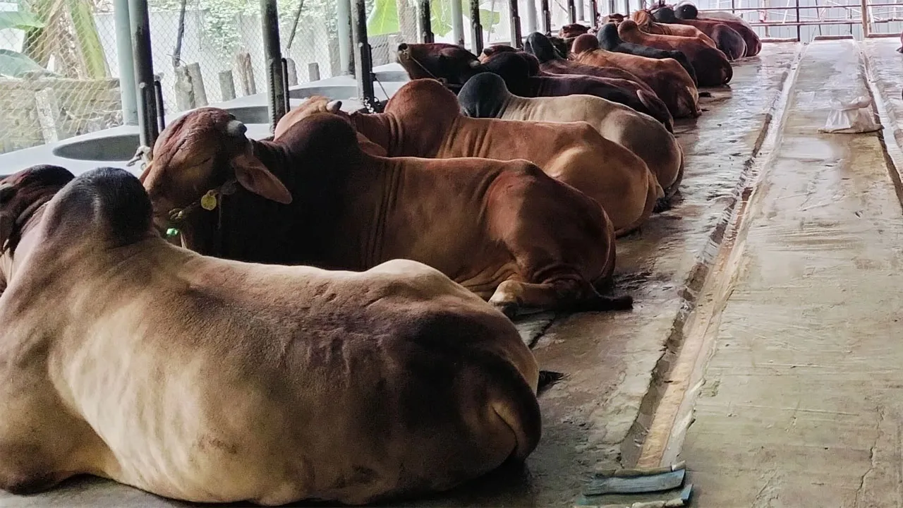 নাহার ডেইরি ফার্মে কোরবানির জন্য প্রস্তুত ৩ শতাধিক গরু