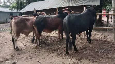 শায়েস্তাগঞ্জে কোরবানির জন্য বড় গরু ‘ডন’ ‘জিল্লু’ ও ‘সুলতান’