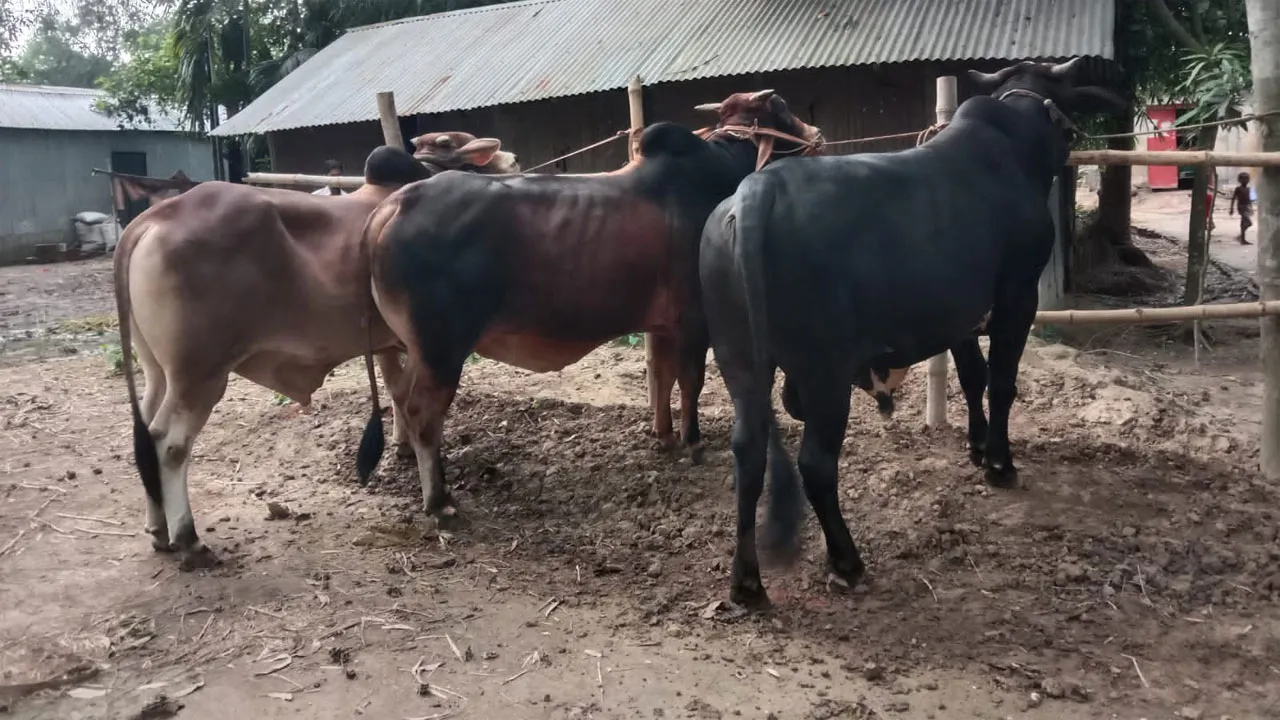 শায়েস্তাগঞ্জে কোরবানির জন্য বড় গরু ‘ডন’ ‘জিল্লু’ ও ‘সুলতান’