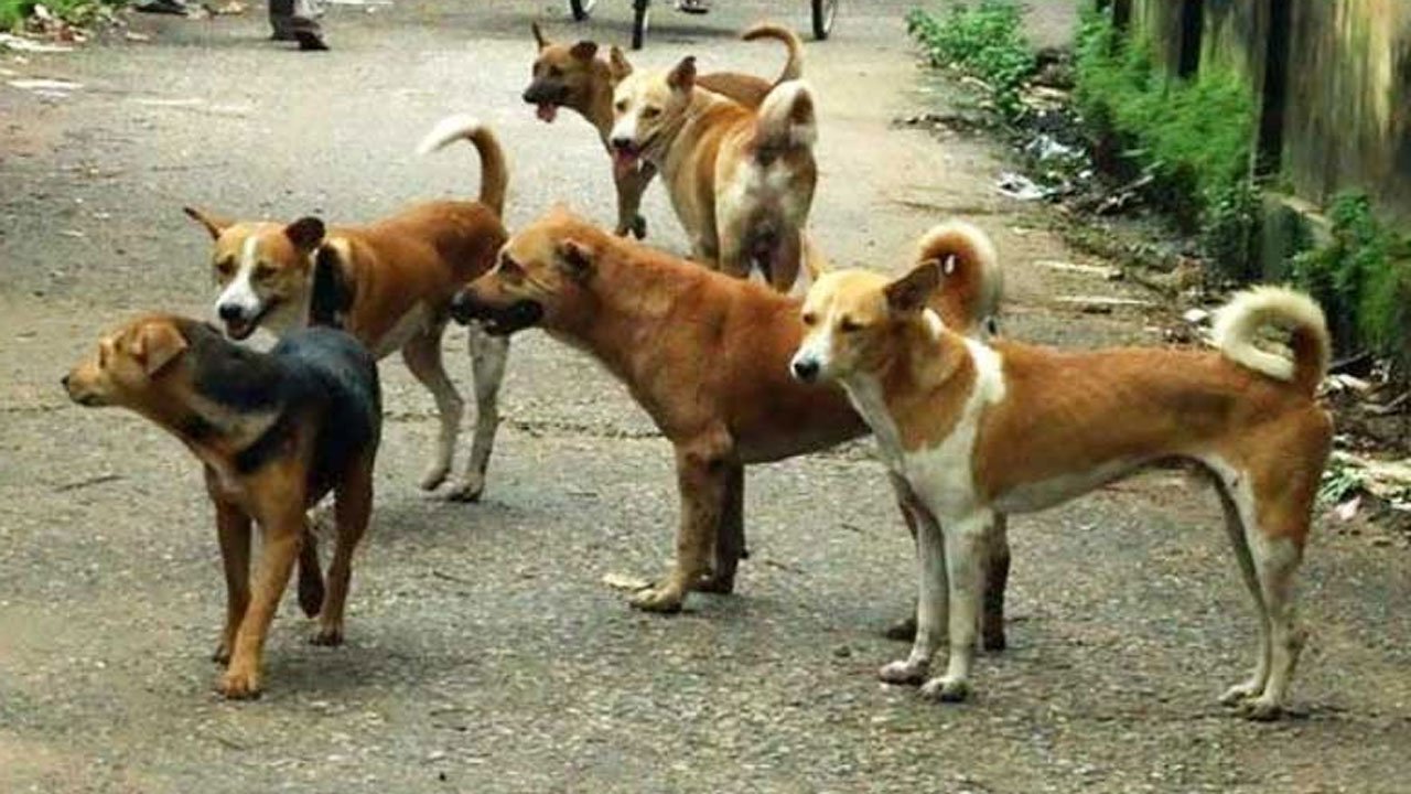 stray dog