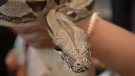 সাপ কি মরার পরেও কামড়াতে পারে?