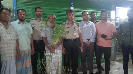 বুড়িচংয়ে সবজিক্ষেতে গাঁজার চাষ, চাষী আটক