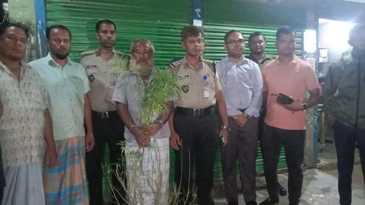 বুড়িচংয়ে সবজিক্ষেতে গাঁজার চাষ, চাষী আটক