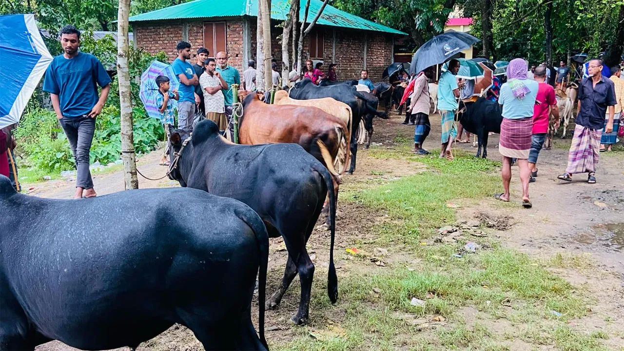 ভারতীয় গরু নিয়ে শঙ্কায় দোয়ারাবাজারের খামারিরা