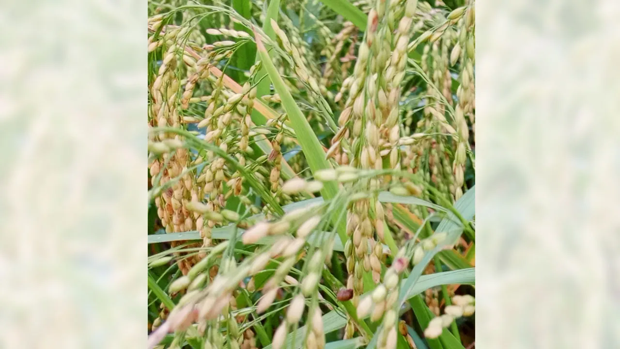 উপকূলীয় অঞ্চলে বিলুপ্তির পথে দেশীয় ধানের শতাধিক জাত