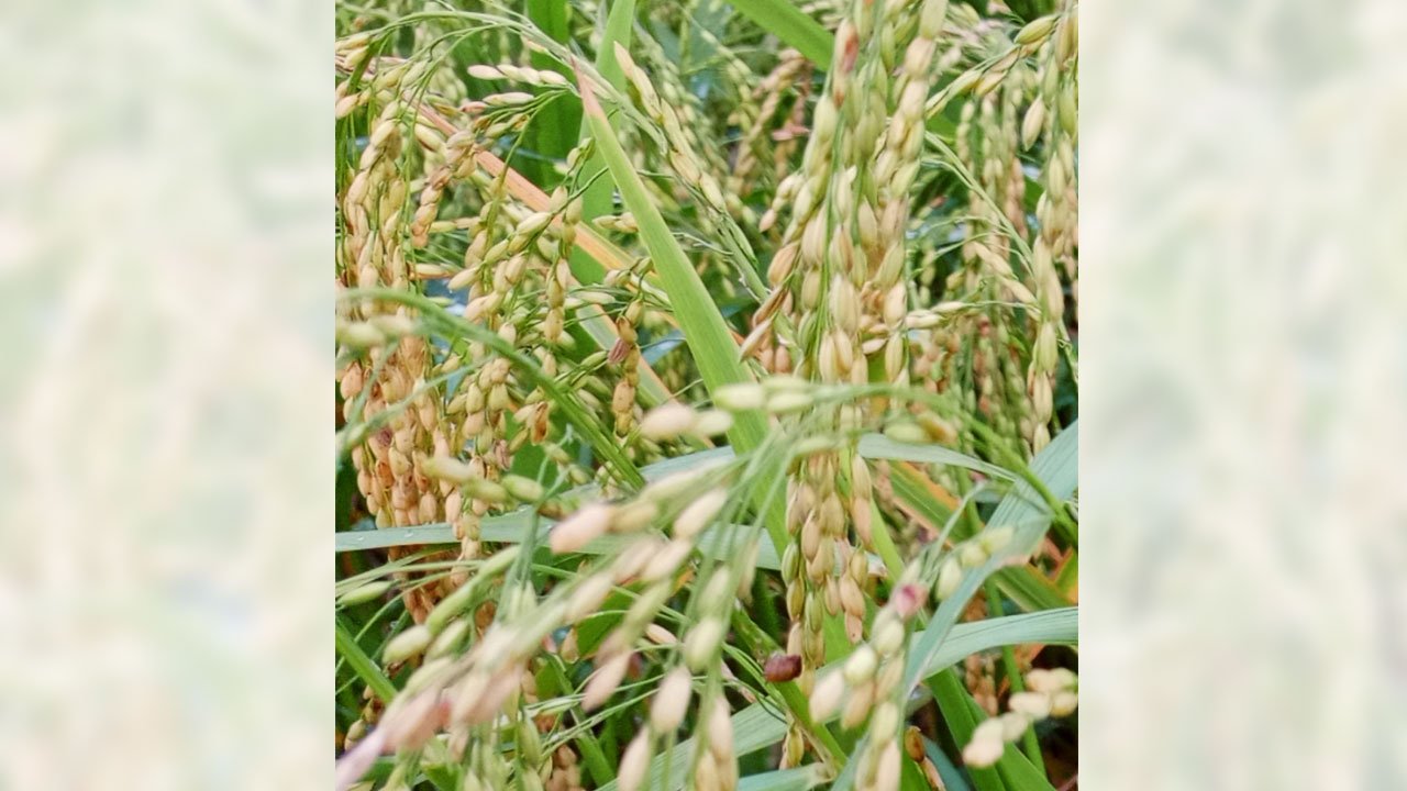 More than 100 indigenous rice varieties on the verge of extinction