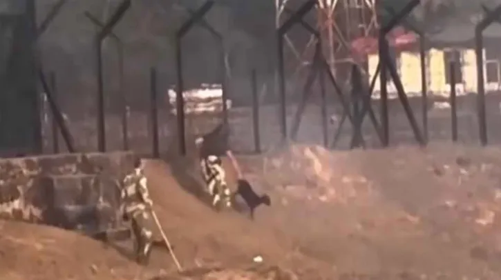 বাংলাদেশে ঢুকে বিএসএফের ছাগল চুরি