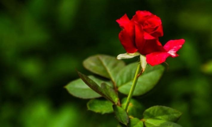 গোলাপের রাজ্য সাদুল্লাহপুর