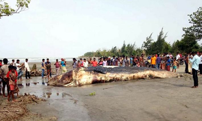 কুয়াকাটার সৈকতে ৫০ ফুটের তিমি