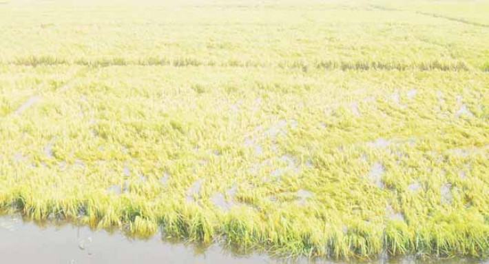 বাগমারায় তলিয়ে গেছে ১০ হাজার একর জমির বোরোধান