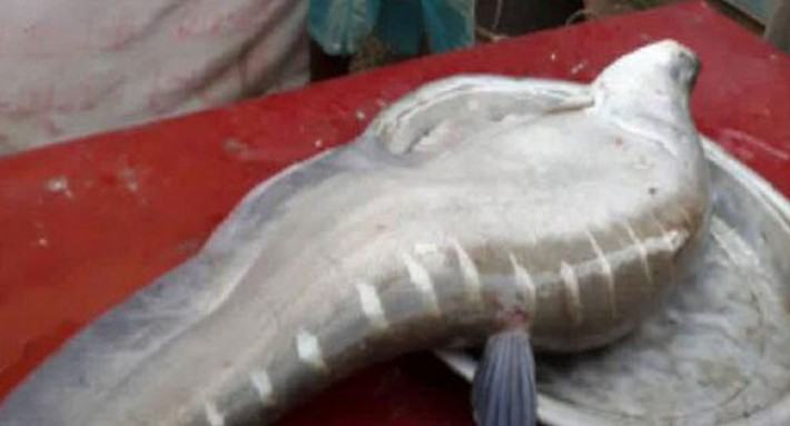 ১১ হাজার টাকায় বিক্রি হলো রাঘব চিতল