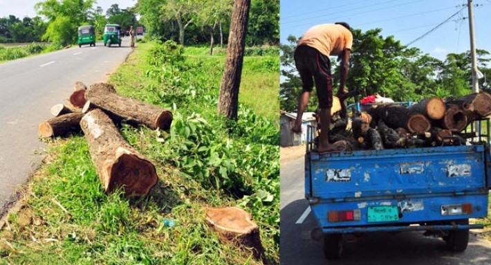 সড়কে গাছের ডালপালা ছাটায়ের নামে গাছ কর্তন