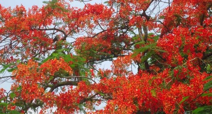 কাজিপুরে ফুলে ফুলে ছেয়ে গেছে পুরো এলাকা