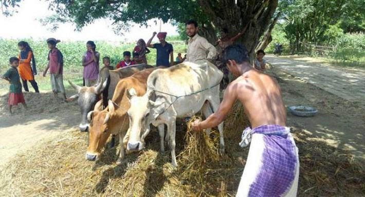 ধান মাড়াইয়ের এমন দৃশ্য দেখা যায় না