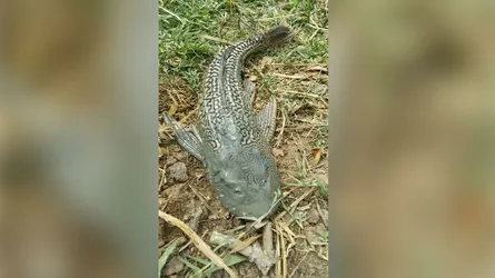 দশমিনায় বিরল প্রজাতির রাক্ষুসে সাকার মাছ ধরা পড়েছে : এলাকাজুড়ে তোলপাড়