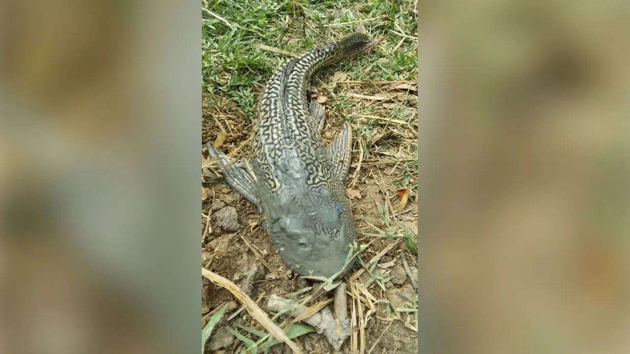দশমিনায় বিরল প্রজাতির রাক্ষুসে সাকার মাছ ধরা পড়েছে : এলাকাজুড়ে তোলপাড়