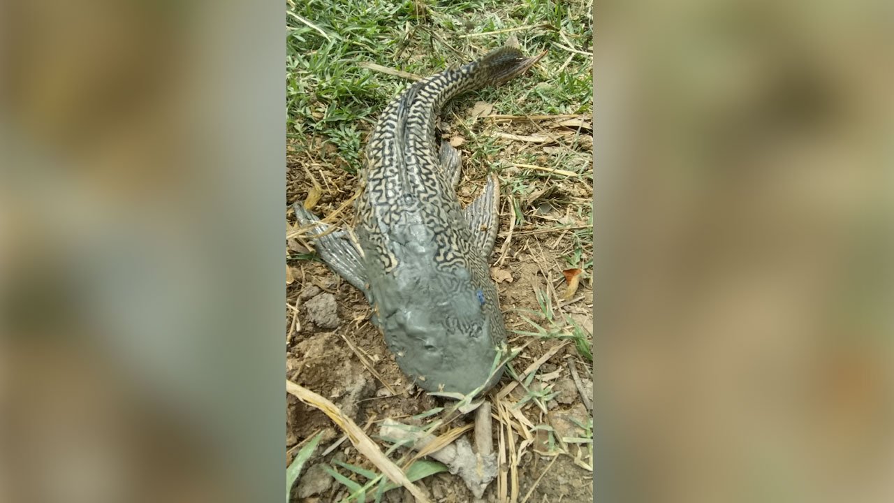 সাকার মাছ
