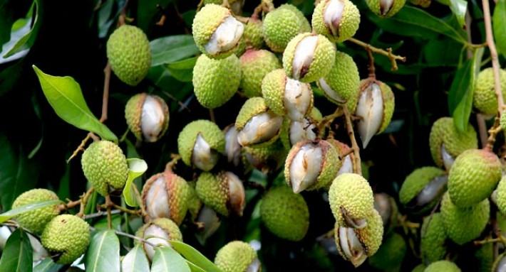 ব্যাপক লোকসানের আশংকা লিচু চাষীদের