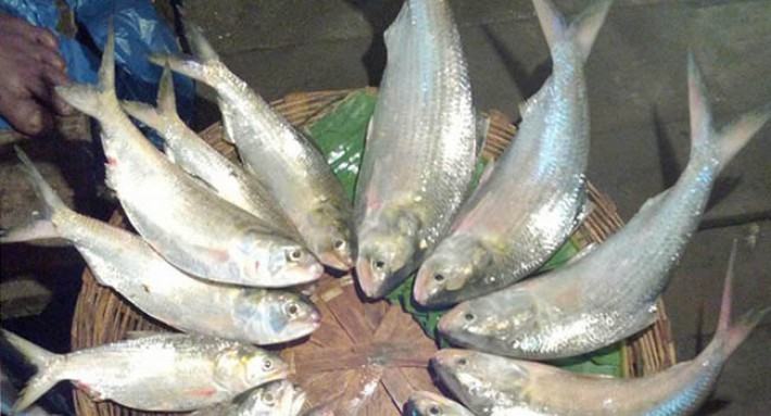 ভান্ডারিয়ায় একমণ চালে এক কেজি ইলিশ!