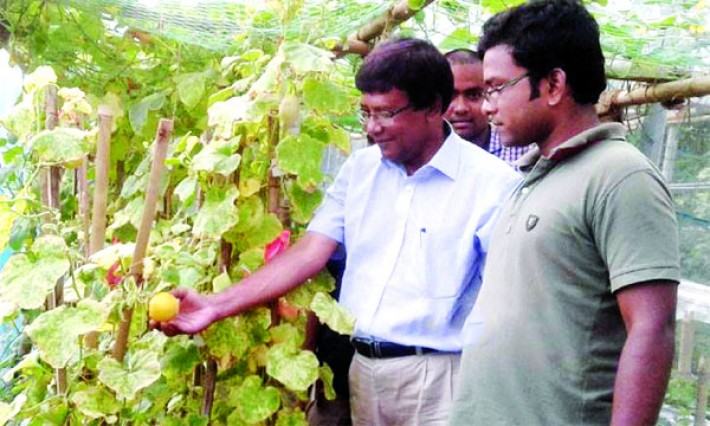 দু’টি মিষ্টি জাতের বাঙ্গি উদ্ভাবনে রাবি অধ্যাপক মঞ্জুরের সাফল্য