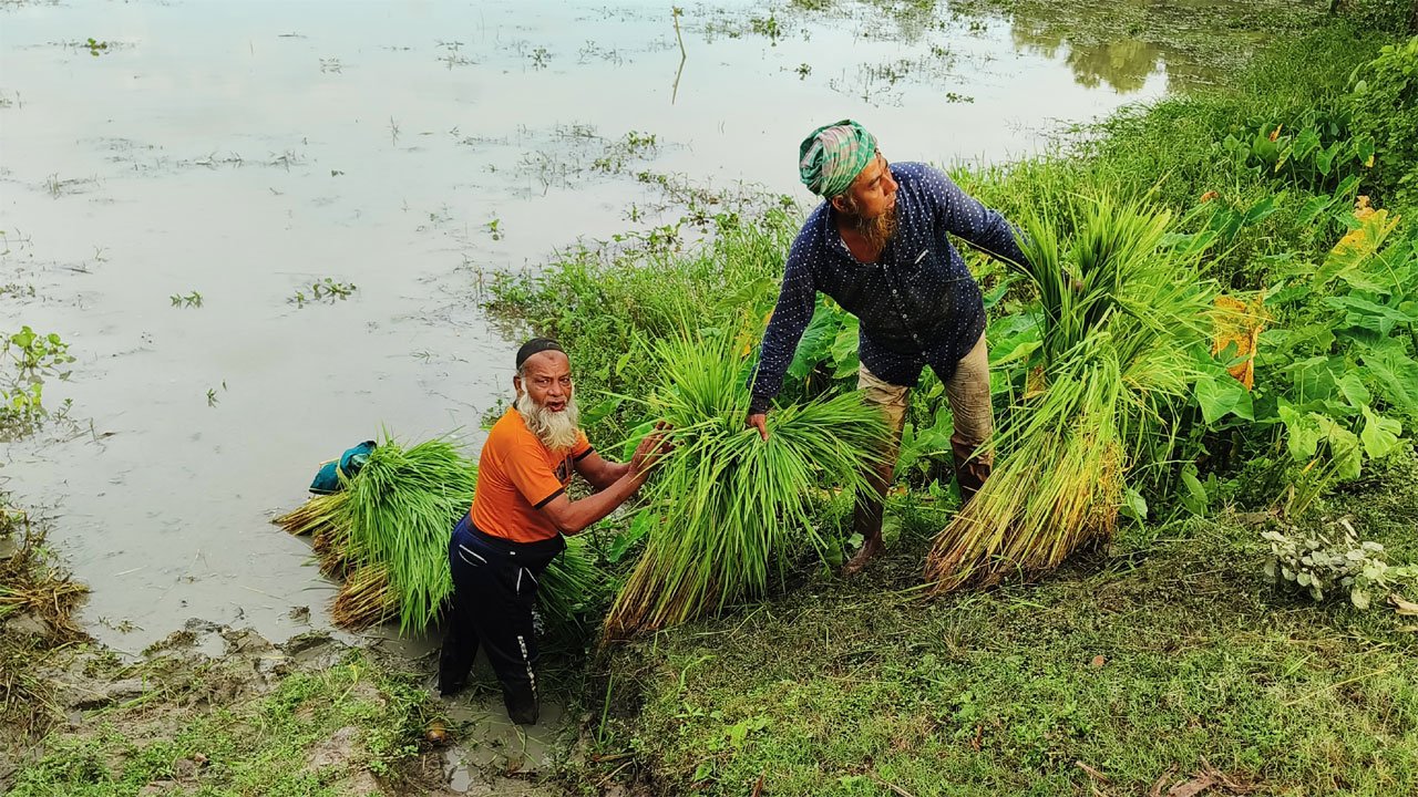 Farmers busy cultivating Ropa Aman in Betagi