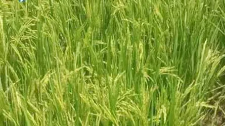 মান্দায় ধান খেত থেকে লাশ উদ্ধার : মূলহোতা গ্রেফতার