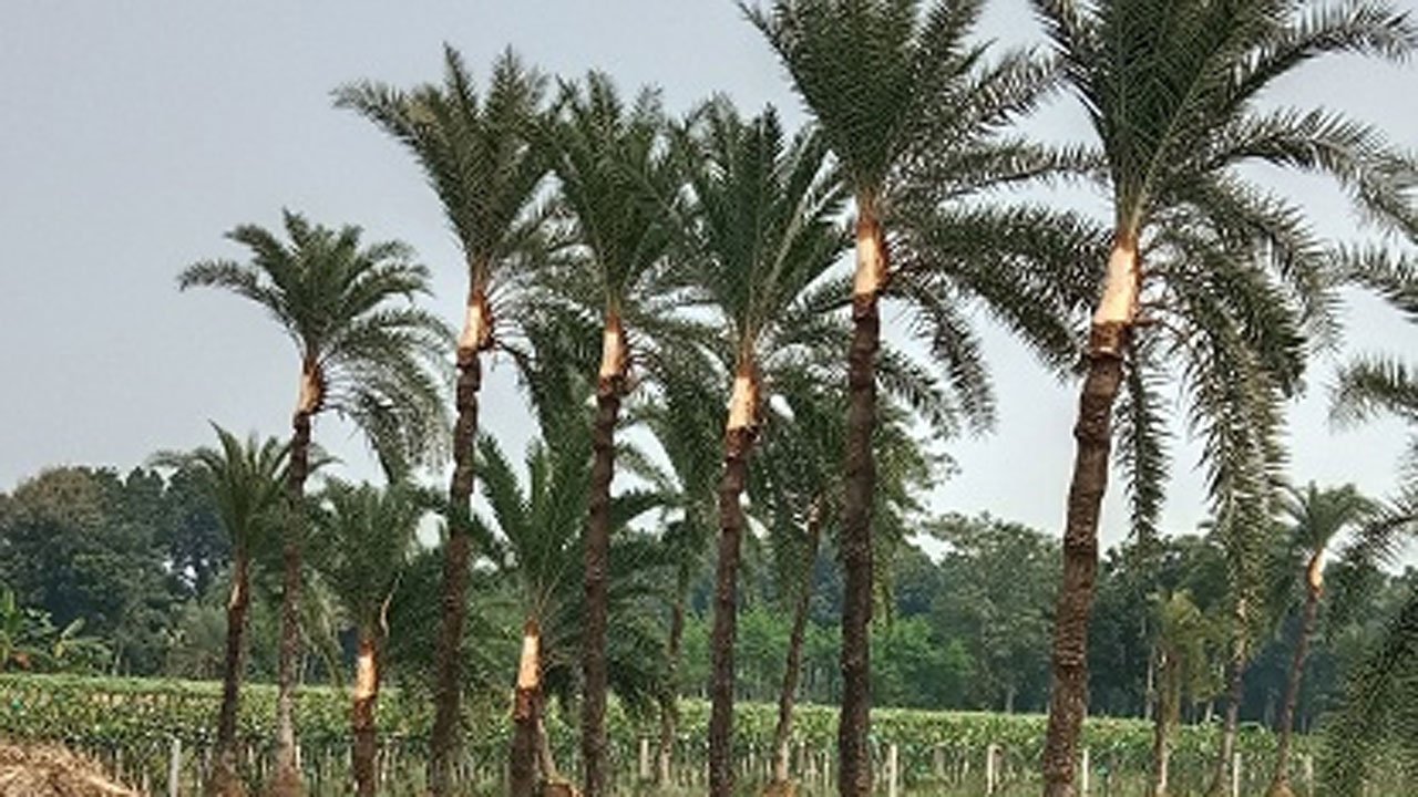 The farmers are busy collecting palm sap.