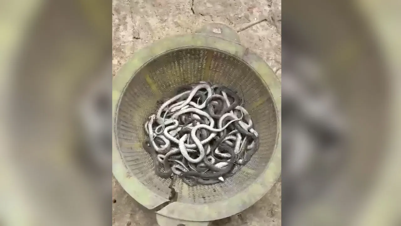 মিরসরাইয়ে ঘরে ৬৯ গোখরা সাপের বাচ্চা উদ্ধার