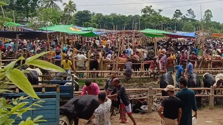 সাটুরিয়ায় কোরবানির পশুর খামারি ও পাইকারদের লোকসানের শঙ্কা