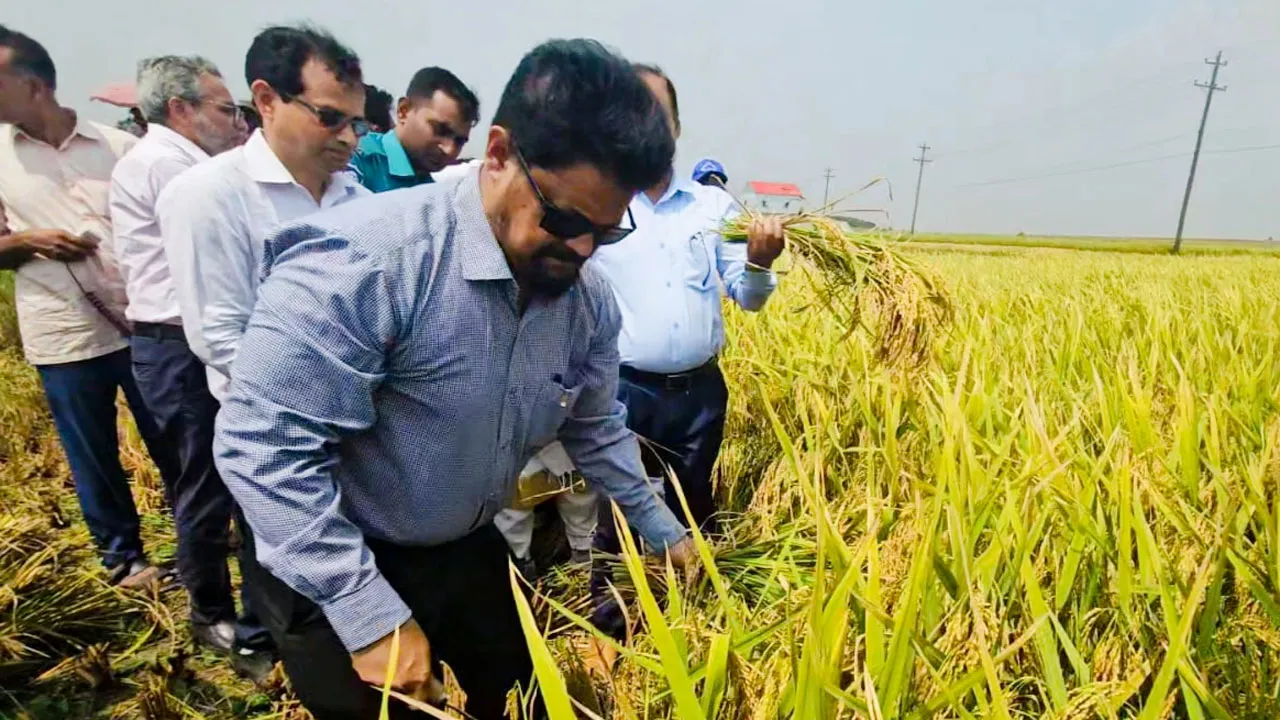 হাওরে কৃষকের ধান কেটে দিয়ে ধান সংগ্রহের উদ্বোধন করলেন খাদ্য সচিব