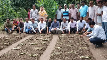 দামুড়হুদায় কৃষকের জমিতে আখ বীজের বেড স্থাপন করলেন শিল্প সচিব