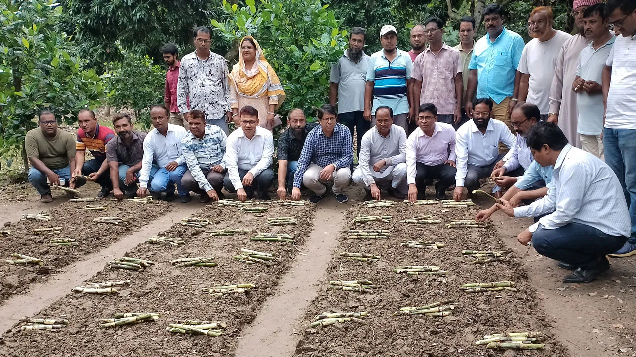 দামুড়হুদায় কৃষকের জমিতে আখ বীজের বেড স্থাপন করলেন শিল্প সচিব