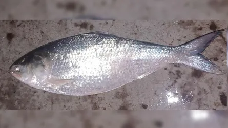 পাথরঘাটায় এক ইলিশের দাম ১৪ হাজার টাকা