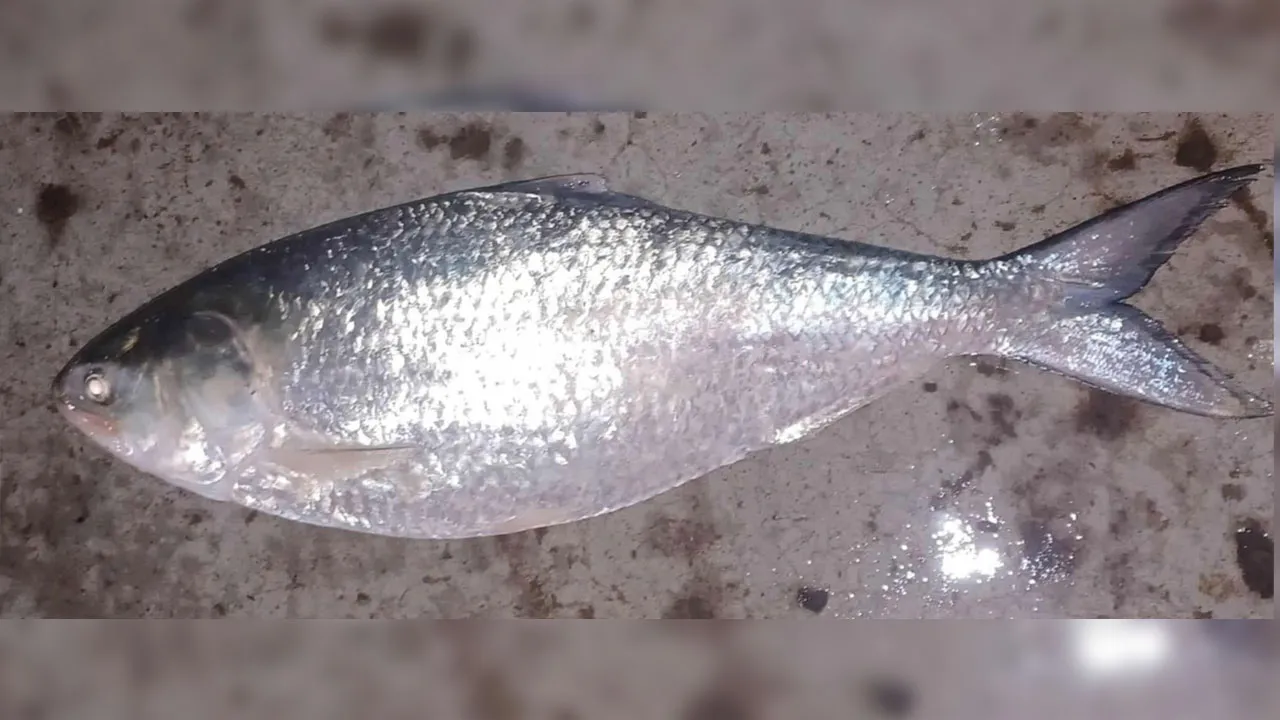 পাথরঘাটায় এক ইলিশের দাম ১৪ হাজার টাকা