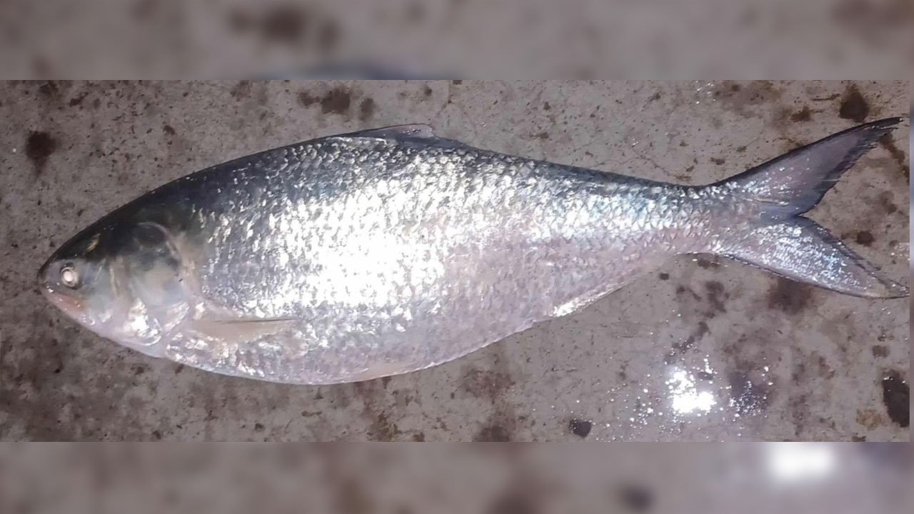 পাথরঘাটায় এক ইলিশের দাম ১৪ হাজার টাকা
