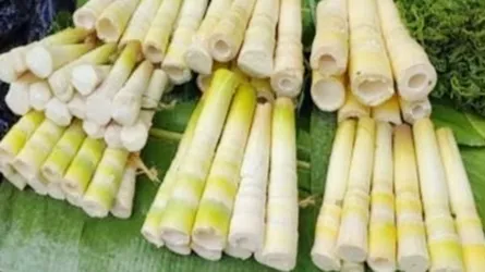 কমলগঞ্জে ও শাহাবাজপুরে জনপ্রিয় পাহাড়ি সবজি ‘বাঁশ কোড়ল’ হু হু করে বাড়ছে