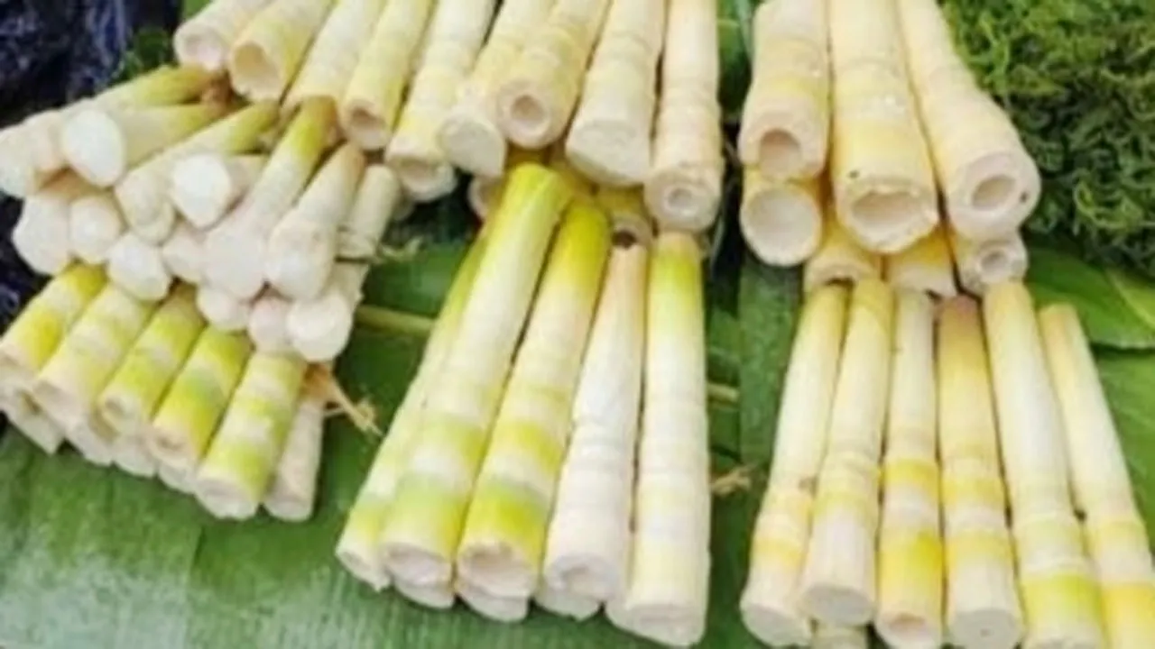 কমলগঞ্জে ও শাহাবাজপুরে জনপ্রিয় পাহাড়ি সবজি ‘বাঁশ কোড়ল’ হু হু করে বাড়ছে