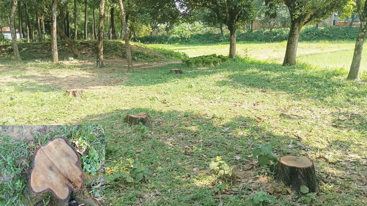 This is how Akashmani trees from the reserved forest department are being cut down and stolen in the dark of night in Bhaluka