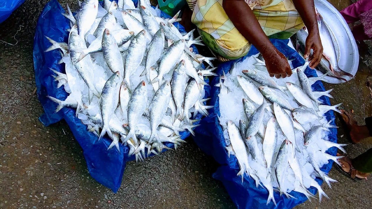 Hilsa famine in Betagir Bishkhali despite the peak season