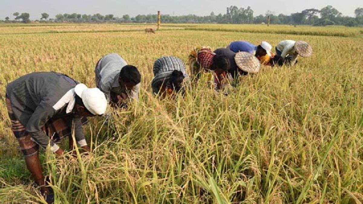 কৃষিপণ্যে আমদানি নির্ভরতা কমিয়ে রফতানি বাড়াতে চায় সরকার