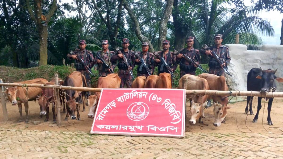 উত্তর ফটিকছড়িতে বিজিবির অভিযানে ১০ ভারতীয় গরু জব্দ