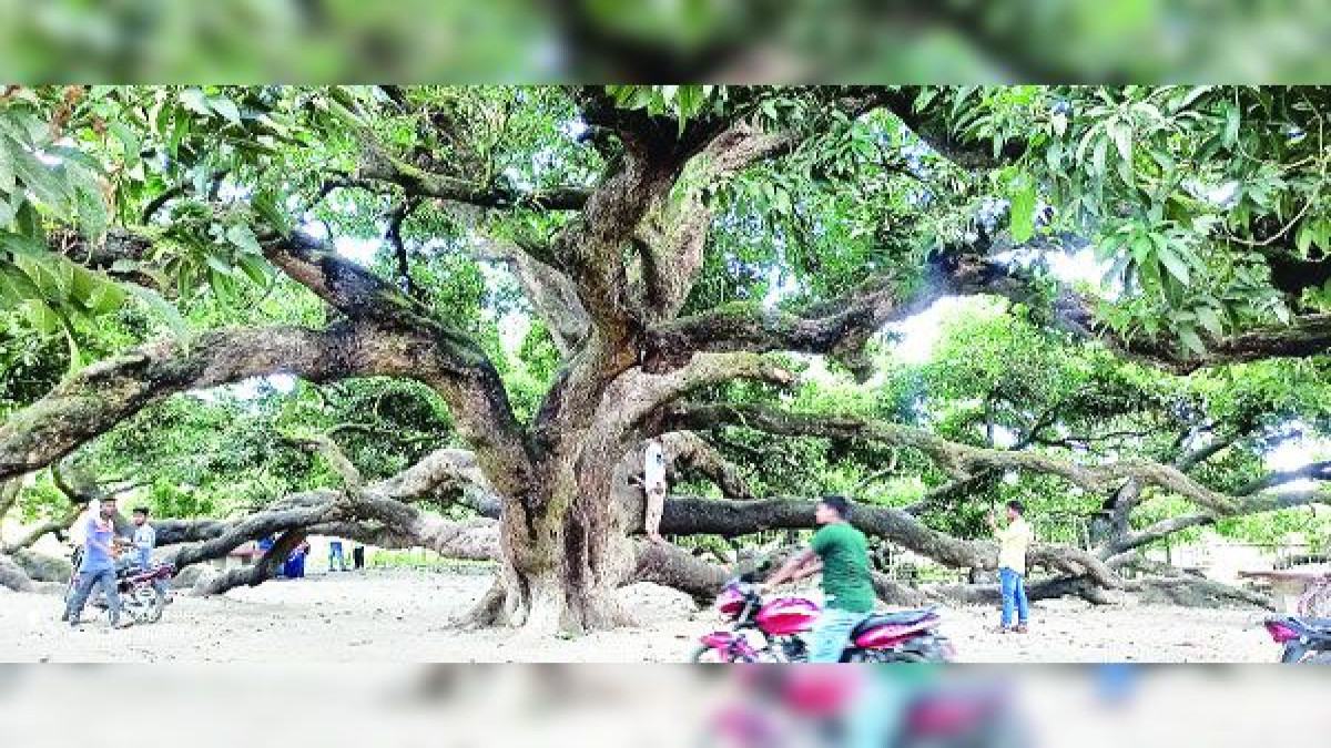 ২ বিঘা জুড়ে ডালপালা